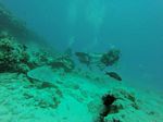 Hawaii Scuba divng 59