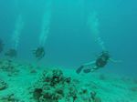 Hawaii Scuba divng 70