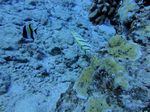 Hawaii Scuba divng 12