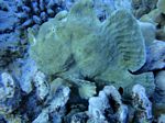 Hawaii Scuba divng 19