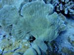 Hawaii Scuba divng 20