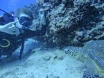 Hawaii Scuba divng 27