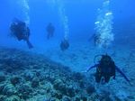 Hawaii Scuba divng 37