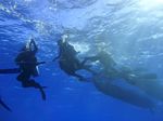 Hawaii Scuba divng 43