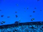 Hawaii Scuba divng 67