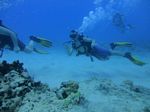 Hawaii scuba 17