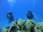 Hawaii scuba 19