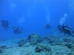 Hawaii scuba 20