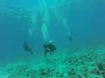 Hawaii Scuba divng 33