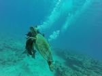 Hawaii Scuba divng 39