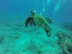 Hawaii Scuba divng 40