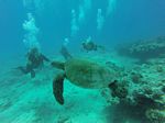 Hawaii Scuba divng 41