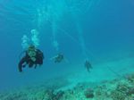 Hawaii Scuba divng 51