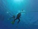 Hawaii Scuba divng 74