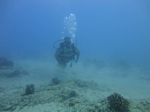 Hawaii Scuba divng 15