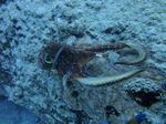 Hawaii Scuba divng 42