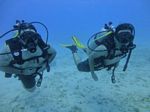 Hawaii Scuba divng 51