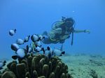 Hawaii Scuba divng 54