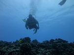 Hawaii Scuba divng 65