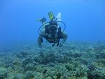 Hawaii Scuba divng 66