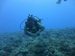 Hawaii Scuba divng 67