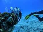 Hawaii Scuba divng 21