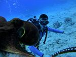 Hawaii Scuba divng 22