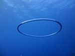 Hawaii Scuba divng 02