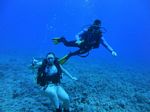 Hawaii Scuba divng 31