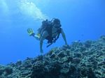 Hawaii Scuba divng 52