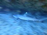 Hawaii Scuba divng 61