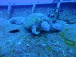 Hawaii Scuba divng 20