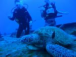 Hawaii Scuba divng 24