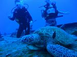 Hawaii Scuba divng 24