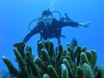 Hawaii Scuba divng 60