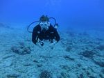 Hawaii Scuba divng 61