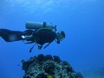 Hawaii Scuba divng 70