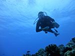 Hawaii Scuba divng 73