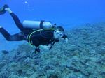 Hawaii Scuba divng 79