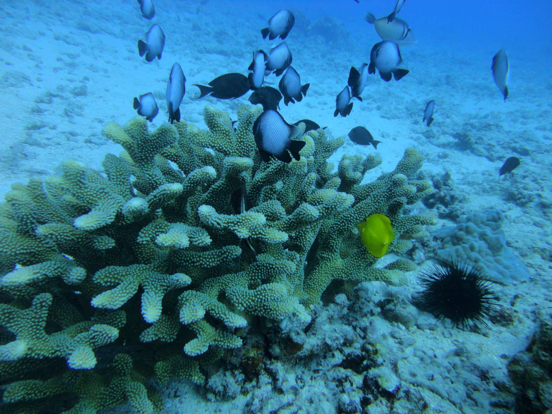 Oahu scuba - 03-20-2019-1pm