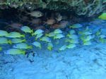 Oahu scuba 07