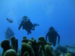 Hawaii Scuba divng 31