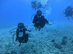 Hawaii Scuba divng 53