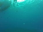 Hawaii Scuba divng 11