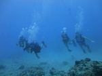 Hawaii Scuba divng 13