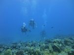 Hawaii Scuba divng 34