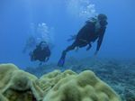 Hawaii Scuba divng 51