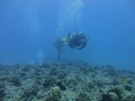 Hawaii Scuba divng 61