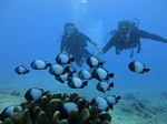 Hawaii Scuba divng 66