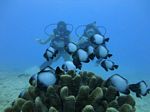 Hawaii Scuba divng 67